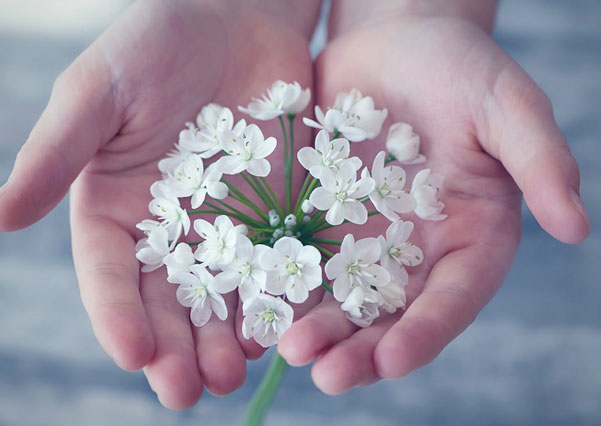 PEXEL-shallow-focus-photography-of-white-flower-161561