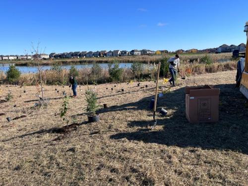 2024-10-24-Tree-Planting-11