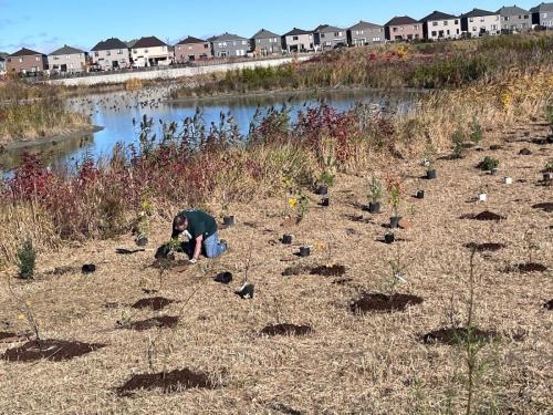 2024-10-24-Tree-Planting-13