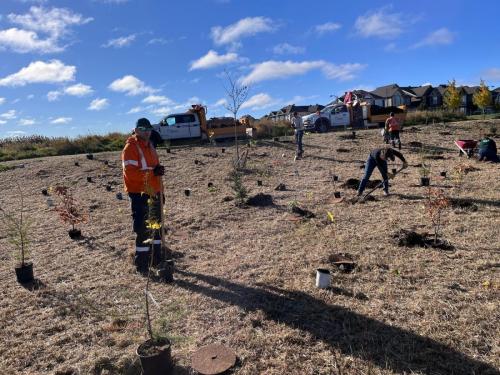 2024-10-24-Tree-Planting-14