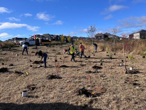 2024-10-24-Tree-Planting-15