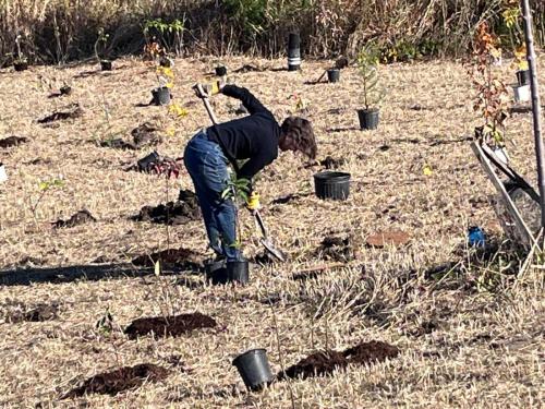 2024-10-24-Tree-Planting-6