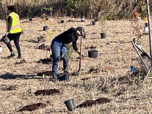 2024-10-24-Tree-Planting-8